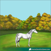 Horse Color:Gray Brown Dun Rabicano Brindle 