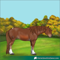 Horse Color:Chestnut Tobiano 