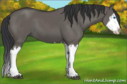 Horse Color:Grullo Sabino Splash  and Grullo Sabino Splash Rabicano 