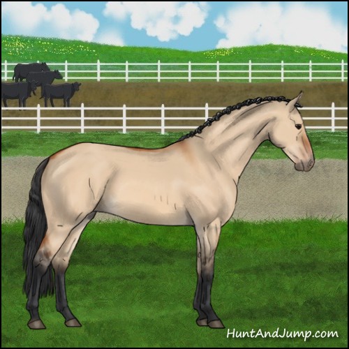 Horse Color:Bay Dun 