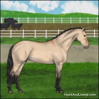 Horse Color:Bay Dun 