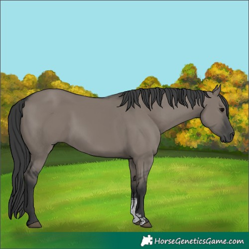 Horse Color:Grullo Sabino Rabicano 
