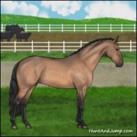 Horse Color:Bay Dun 