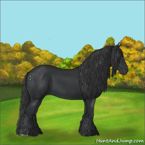 Horse Color:Black 