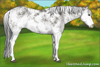 Horse Color:Grullo Sabino Rabicano