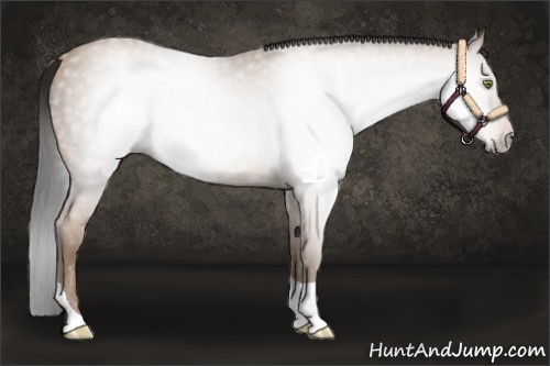 Horse Color:Gray Amber Champagne Tobiano 