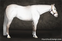 Horse Color:Gray Amber Champagne Tobiano 