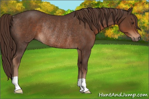 Horse Color:Liver Chestnut Rabicano 