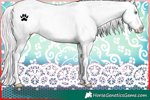Horse Color:Watercolor White Spotted Silver Amber Champagne Appaloosa 
