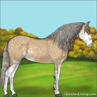 Horse Color:Silver Buckskin Dun Mushroom Sabino 