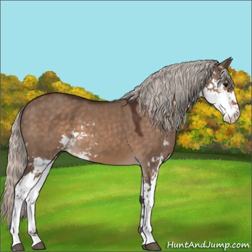 Horse Color:Silver Brown Dun Sabino 