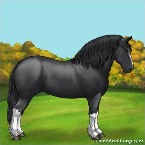 Horse Color:Black 