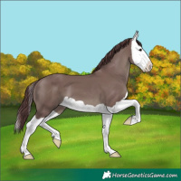 Horse Color:Chocolate Grullo Splash 