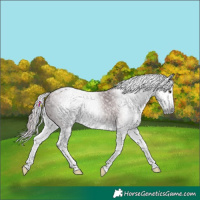 Horse Color:Gray Chocolate Black Chinchilla Splash Rabicano 