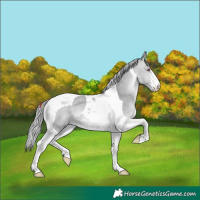 Horse Color:Platinum Silver Bay Chinchilla Tobiano 