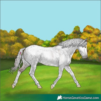 Horse Color:Gray Platinum Chocolate Classic Champagne Dun Splash Tobiano Appaloosa Rabicano 