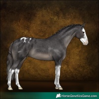 Horse Color:Smoky Black Splash Appaloosa 