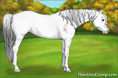 Horse Color:Grullo Sabino Rabicano 