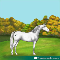 Horse Color:White Spotted Silver Brown Rabicano 