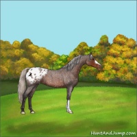 Horse Color:Silver Brown Roan Appaloosa 