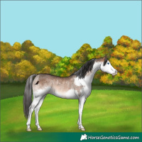 Horse Color:Brown Dun Splash Rabicano 