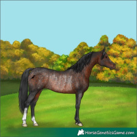 Horse Color:Brown Rabicano 