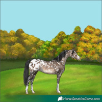 Horse Color:Brown Dun Appaloosa Rabicano 