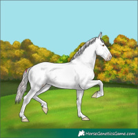 Horse Color:Platinum Chocolate Amber Cream Champagne Roan Onyx Appaloosa Rabicano 