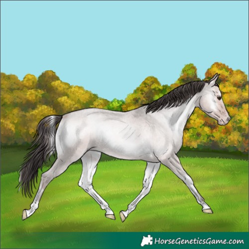Horse Color:Platinum Amber Champagne Roan Onyx Rabicano 