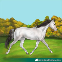 Horse Color:Platinum Amber Champagne Roan Onyx Rabicano 