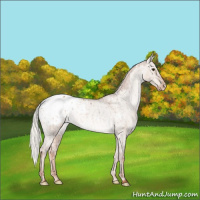 Horse Color:Red Dun Mushroom Appaloosa Rabicano Brindle 