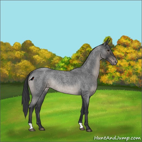Horse Color:Blue Roan Mushroom Appaloosa Rabicano 