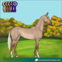 Horse Color:Red Dun Mushroom Rabicano  and Red Dun Mushroom Rabicano 