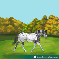 Horse Color:Black Tobiano Appaloosa Rabicano 