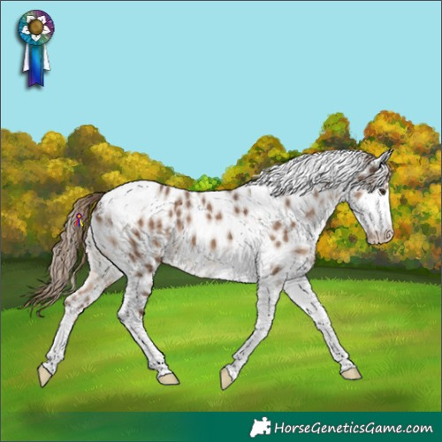 Horse Color:Liver Red Dun Tobiano Near Leopard 