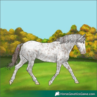 Horse Color:Liver Red Dun Appaloosa Rabicano 