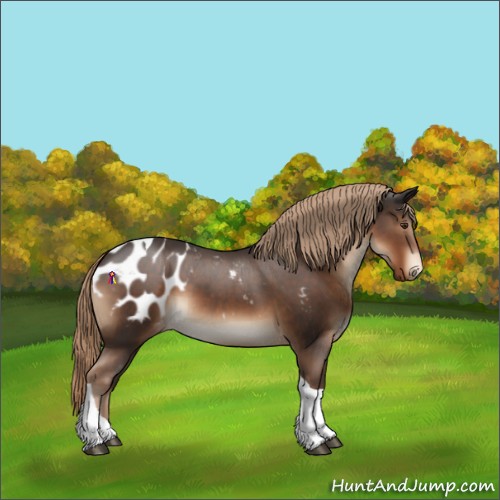 Horse Color:Liver Chestnut Tobiano Appaloosa 