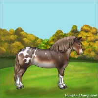 Horse Color:Liver Chestnut Tobiano Appaloosa 