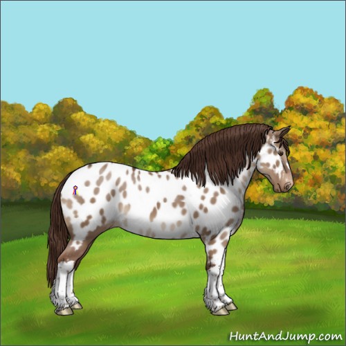 Horse Color:Liver Red Dun Appaloosa 
