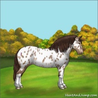 Horse Color:Liver Red Dun Near Leopard 
