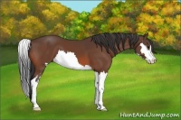 Horse Color:Bay Splash Frame