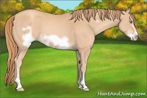 Horse Color:Gold Champagne Frame 
