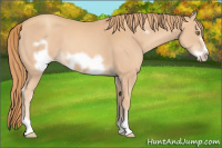 Horse Color:Gold Champagne Frame 