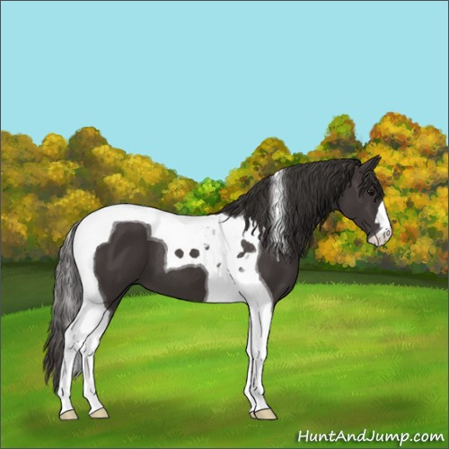 Horse Color:Smoky Black Tobiano 