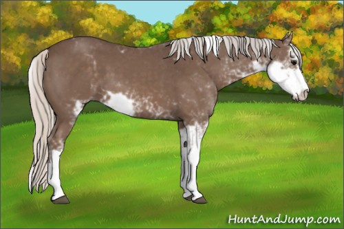 Horse Color:Silver Black Sabino 