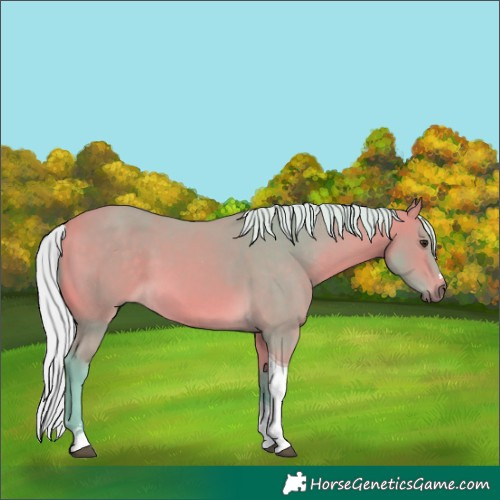 Horse Color:Watercolor Chocolate Silver Buckskin Tobiano 
