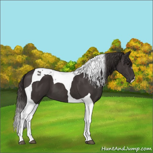 Horse Color:Smoky Black Tobiano 