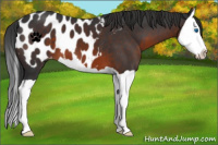 Horse Color:Brown Splash Appaloosa 