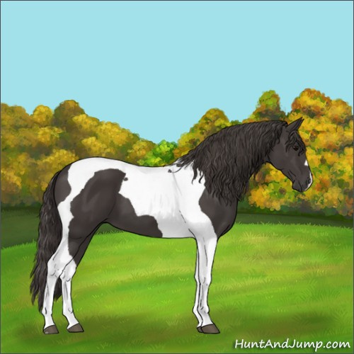 Horse Color:Smoky Black Tobiano 