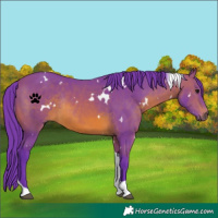 Horse Color:Watercolor White Spotted Brown Tobiano Rabicano 